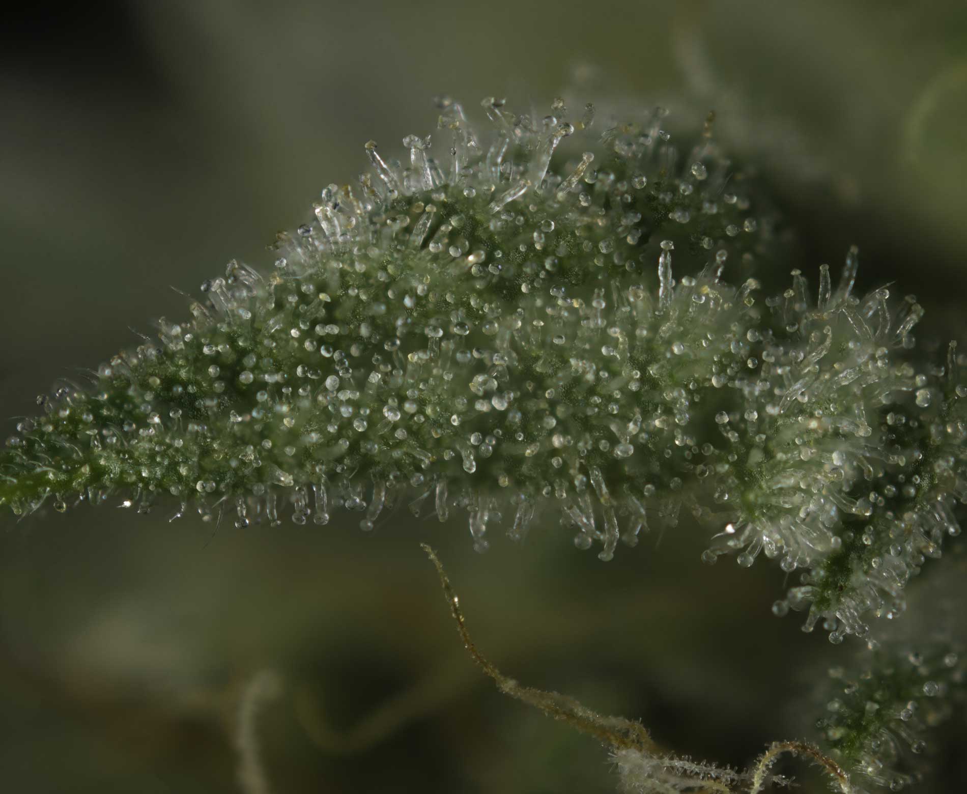 What Are Cannabis Terpenes