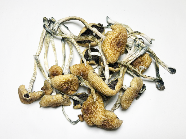 Burma - Dried Psilocybin Mushrooms - 3.5gr