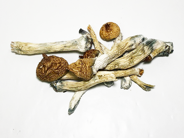 Blue Meanies - Dried Psilocybin Mushrooms - Bulk